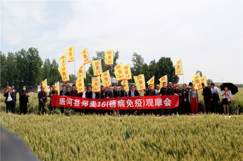 小麥的分類(lèi)有哪些？